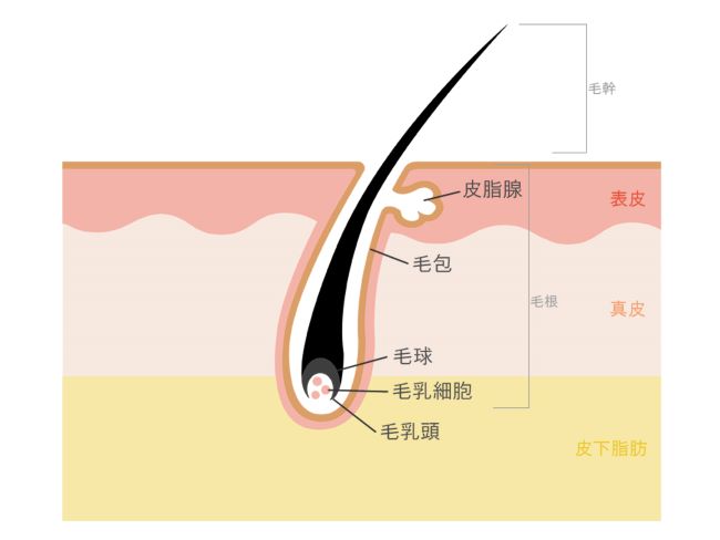 頭皮の構造