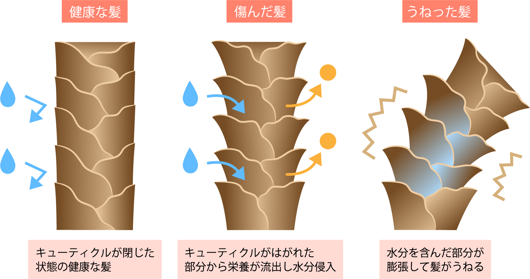 髪の毛の空洞化