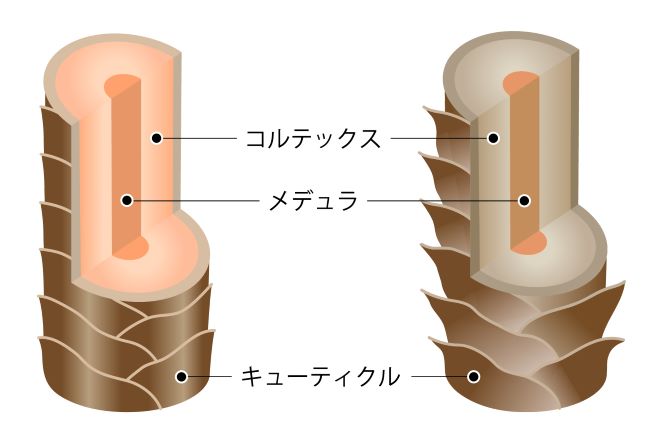 髪の毛の空洞化