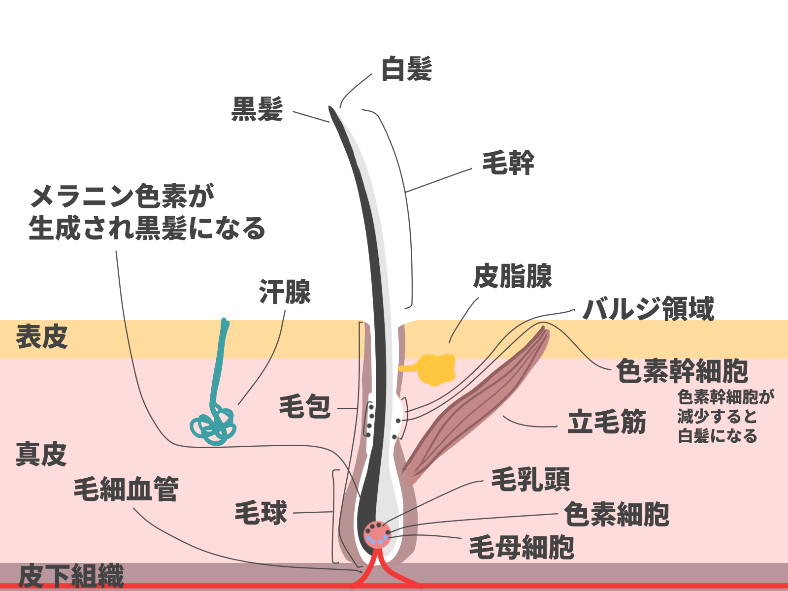 毛母細胞の活性化